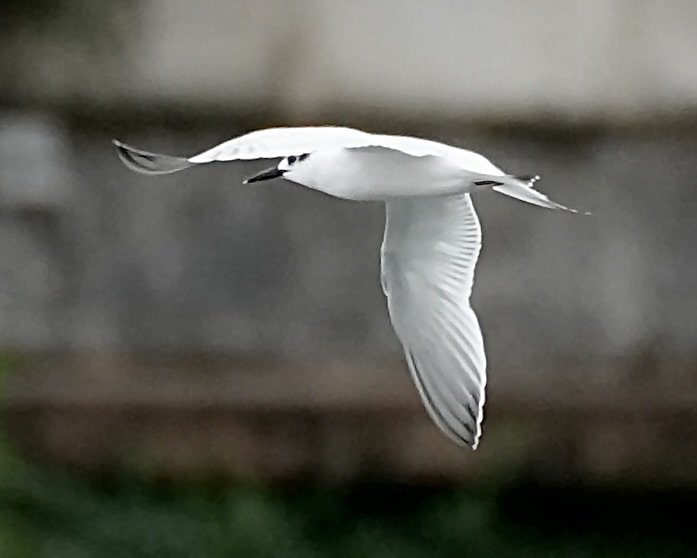 sandwich tern